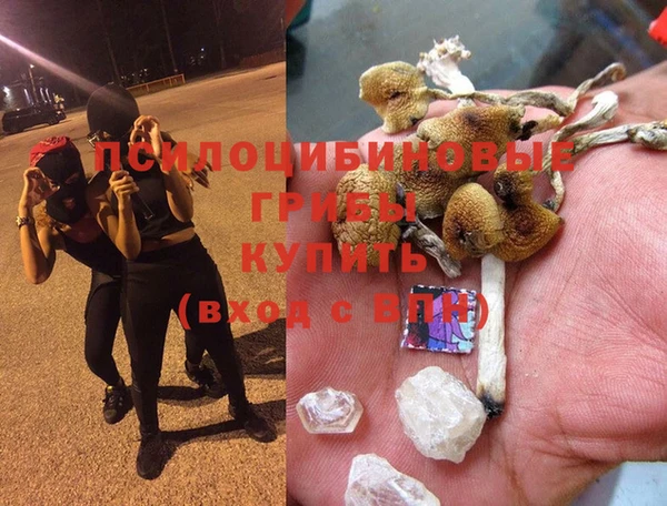 шишки Аркадак